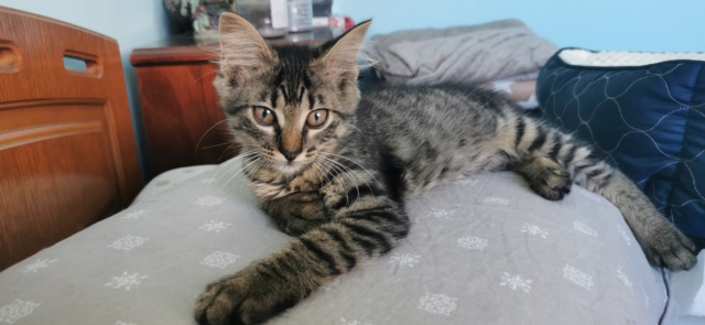 AGLAE - chaton femelle, née environ en avril 2022 - En FA chez Oana à Pascani (Roumanie) - Adoptée par Jérôme (13) 29379210