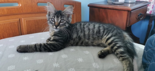 AGLAE - chaton femelle, née environ en avril 2022 - En FA chez Oana à Pascani (Roumanie) - Adoptée par Jérôme (13) 29854110
