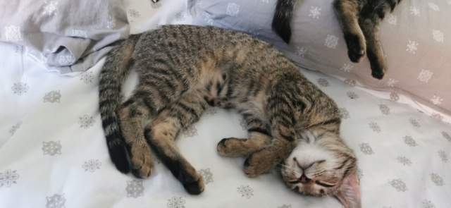 HERMIONE - chat femelle, née environ en mars 2022 - En FA chez Oana à Pascani (Roumanie) 29874911