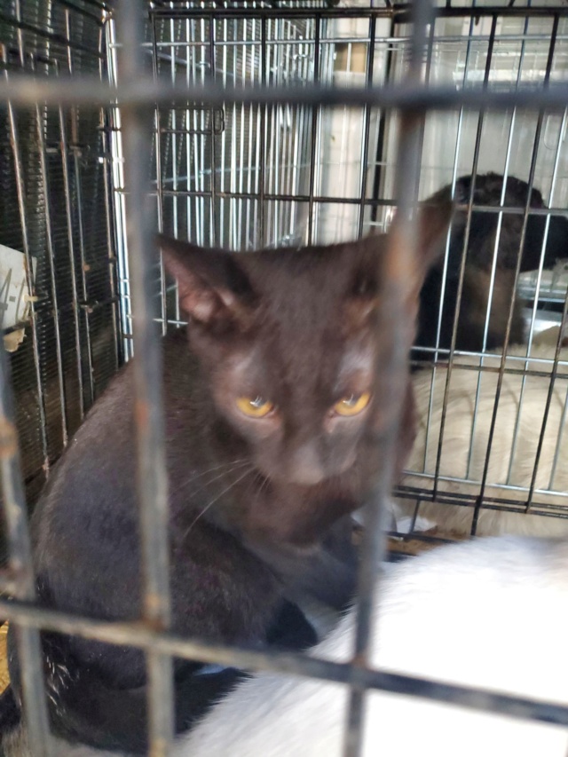 KAWA (ex PETRU) - chaton mâle, né environ en février 2022 - A la clinique de Mircea (Roumanie) - Adopté par Audrey (71)  30544511