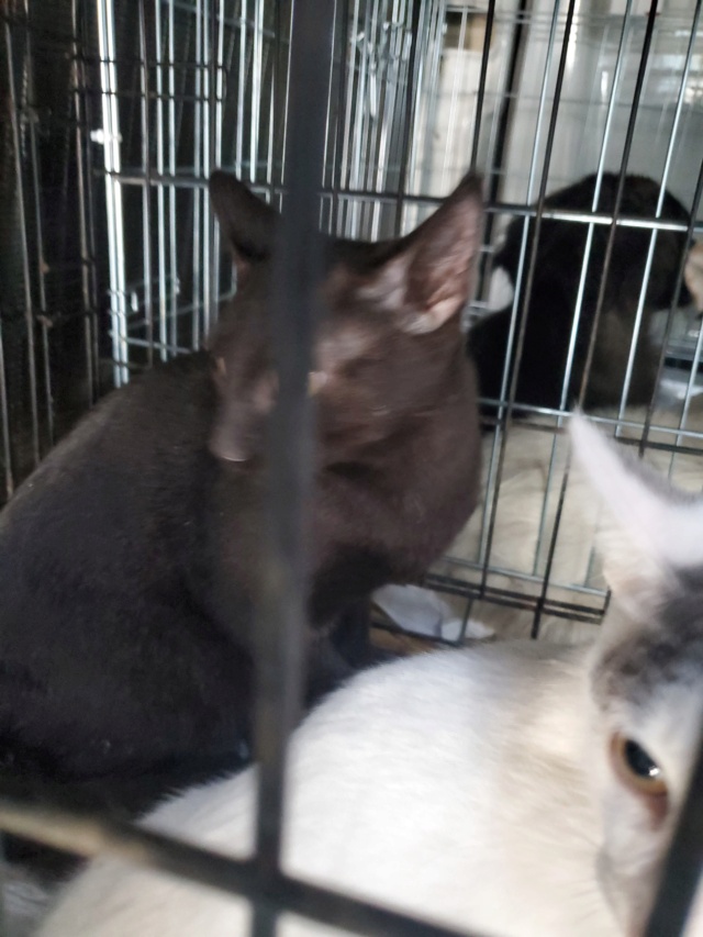 KAWA (ex PETRU) - chaton mâle, né environ en février 2022 - A la clinique de Mircea (Roumanie) - Adopté par Audrey (71)  30547210