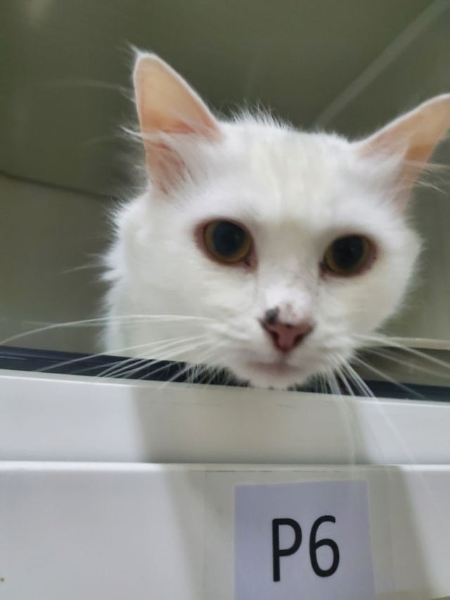 BILLA , chat femelle, née environ en septembre 2019 - (Ukraine - Centre RM Pascani en Roumanie) - Adoptée par Clothilde (80)  30708610