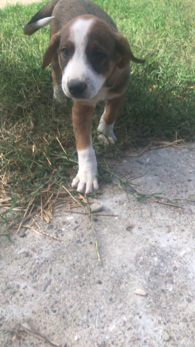 ZEN (ex BOULIC) - chiot mâle, de taille moyenne à l'âge adulte - né environ en juin 2022 - en FA à Tergu Neamt (Roumanie) - Adopté par Jocelyne (88)  30711810