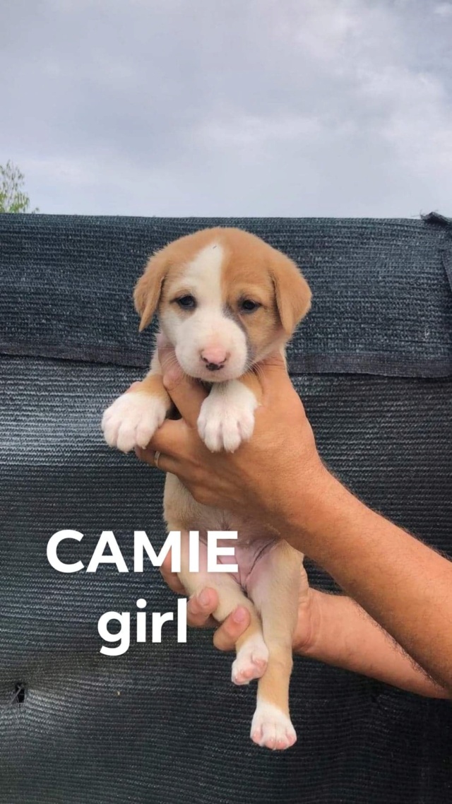 GAÏA (ex CAMIE) - chiot femelle, de taille moyenne à l'âge adulte - née environ en juin 2022 - en FA à Tergu Neamt (Roumanie) - Adoptée par Lise (54)  30759510