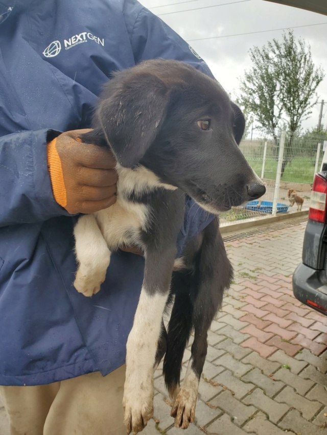 YIU (ex SENA) - chiot femelle, de taille moyenne à l'âge adulte - née environ en mars 2022 - REMEMBER ME LAND - Adoptée par Léa et Thomas (68)  30783110