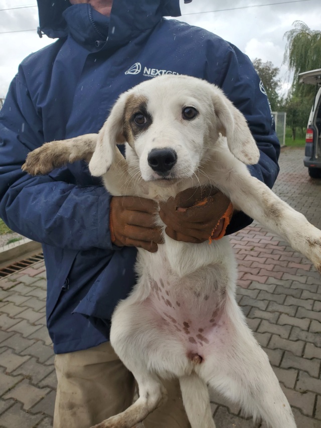 MINA (ex DINA) - chiot femelle, de taille moyenne à l'âge adulte - née environ en mars 2022 - REMEMBER ME LAND - Adoptée par Clara et Maxime (44)  30803310