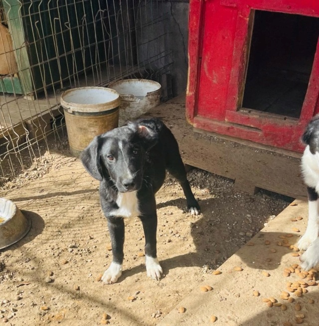 HUTCH - chiot mâle, de taille moyenne à l'âge adulte - né environ en février 2022 - Refuge de Carmina (Bucarest) - Adopté par Julie (7100 - Belgique)  31107310