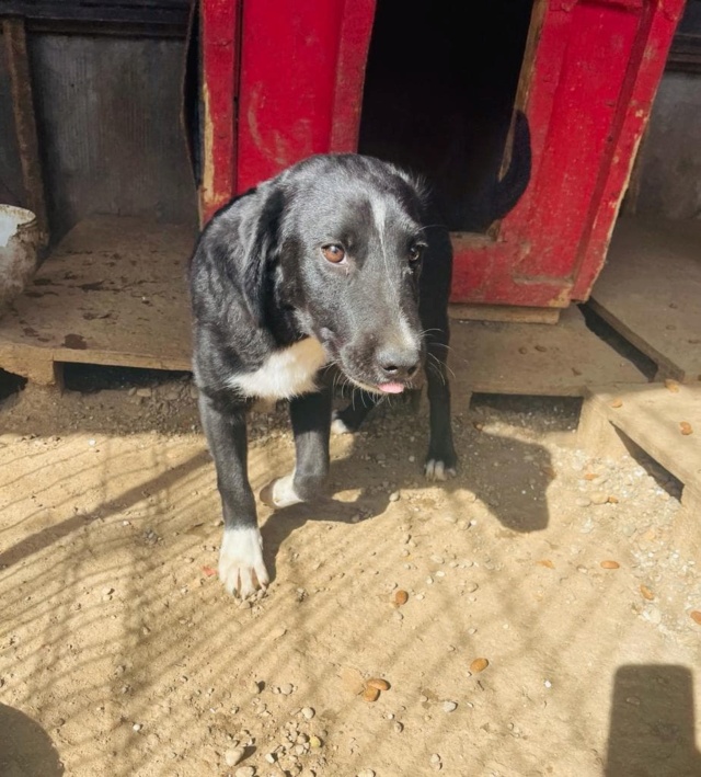 HUTCH - chiot mâle, de taille moyenne à l'âge adulte - né environ en février 2022 - Refuge de Carmina (Bucarest) - Adopté par Julie (7100 - Belgique)  31145510