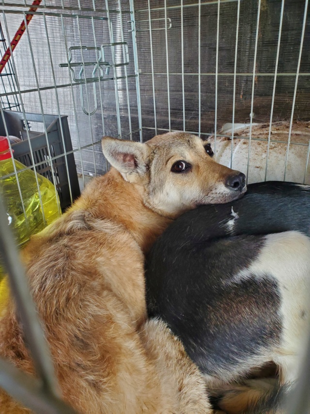 LOU (ex BEBE) - chiot femelle, de taille moyenne à l'âge adulte - née environ en janvier 2022 - en FA chez Gina à Tergu Neamt (Roumanie) - Adoptée par Mylène et Paul (26)  31301310