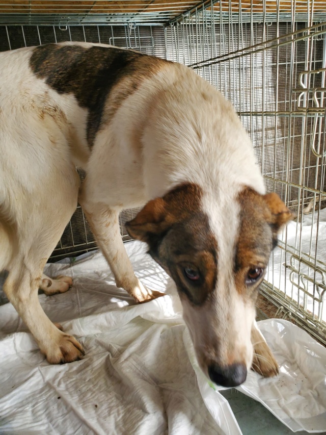 TAHIA (ex KALI) - chiot femelle, de taille moyenne à l'âge adulte - née environ en novembre 2021 - en FA chez Gina à Tergu Neamt (Roumanie) - Adoptée par Marine (75)  31402810