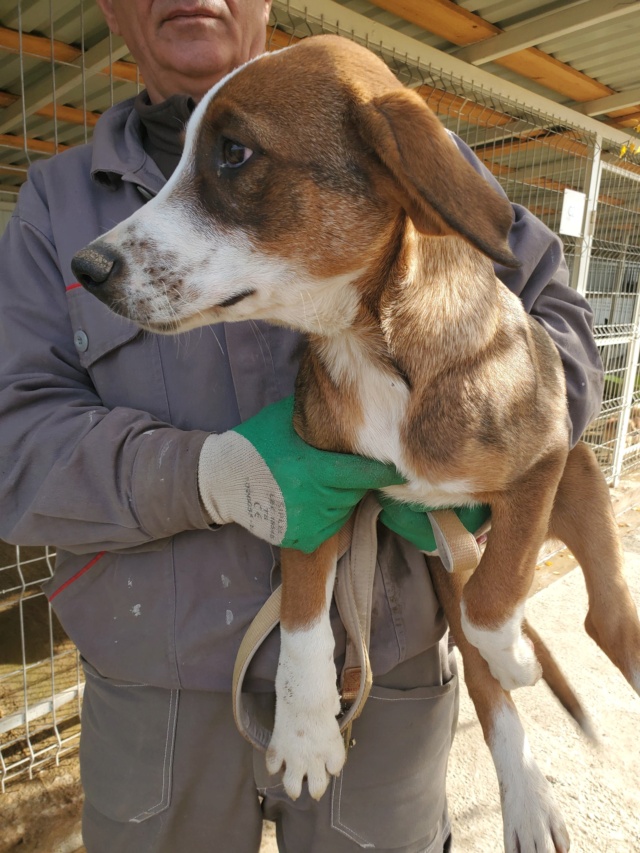 ZEN (ex BOULIC) - chiot mâle, de taille moyenne à l'âge adulte - né environ en juin 2022 - en FA à Tergu Neamt (Roumanie) - Adopté par Jocelyne (88)  31403010