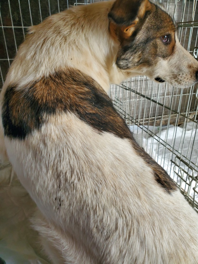 TAHIA (ex KALI) - chiot femelle, de taille moyenne à l'âge adulte - née environ en novembre 2021 - en FA chez Gina à Tergu Neamt (Roumanie) - Adoptée par Marine (75)  31408510