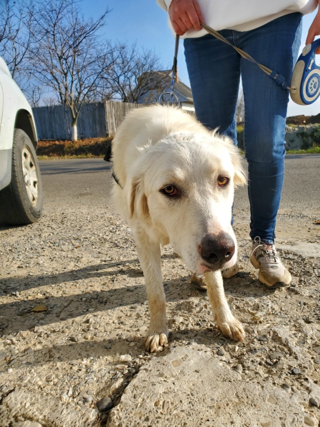 OZANA - chiot femelle, de taille moyenne à l'âge adulte - née environ en janvier 2022 - FA chez Anda à Tergu Neamt (Roumanie) - Adoptée par Emmanuelle (44)  31501510