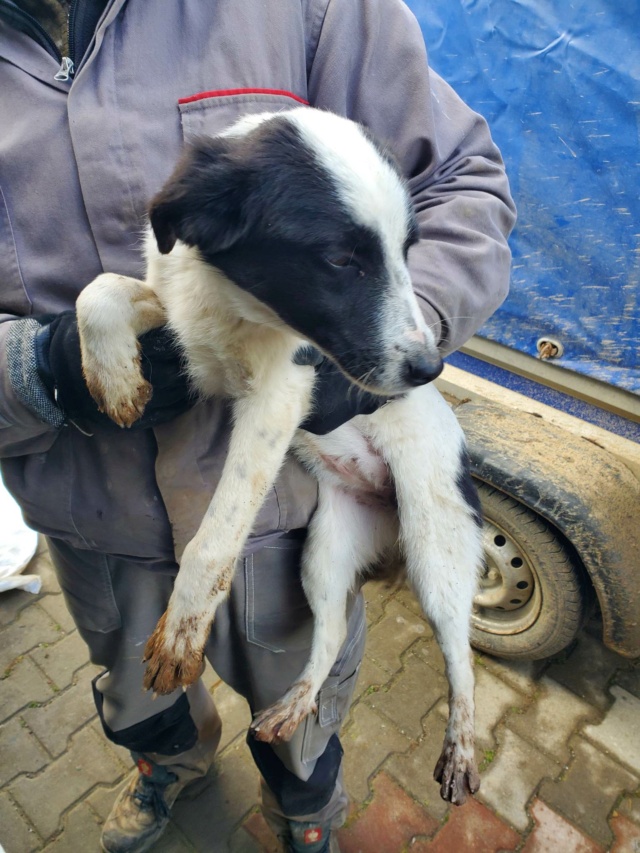 MAÏALEN - chiot femelle, de taille moyenne à grande taille à l'âge adulte - née environ en juin 2022 - REMEMBER ME LAND - Adoptée par Alexandra (74)  31771710