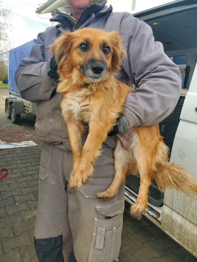 JOY (ex VAHINÉ) - femelle, de petite taille - née environ en octobre 2020 - REMEMBER ME LAND - Adoptée par Marie Line (76)  31807310