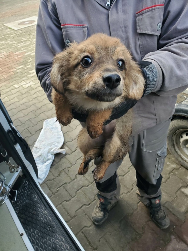 NUTSY - chiot femelle, de petite taille à l'âge adulte - née environ en juillet 2022 - REMEMBER ME LAND - Adoptée par Christelle (02)  31856410