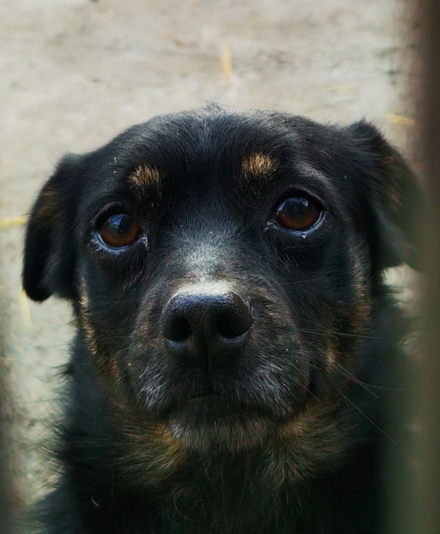 TOBY - mâle, de petite taille - né environ en octobre 2020 - En FA chez Gina à Tergu Neamt (Roumanie) - Adopté par Sonia (1430 - Belgique)  32233110