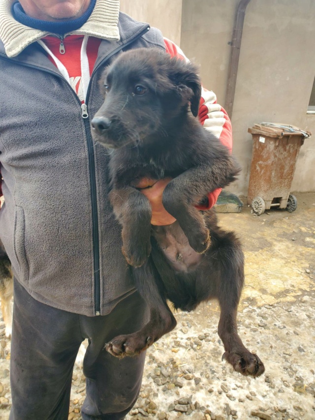 THAO (ex UDYR) - chiot mâle, de taille moyenne à grande taille à l'âge adulte - né environ en août 2022 - REMEMBER ME LAND - Adopté par Joëlle (4100 - Belgique)  32508710