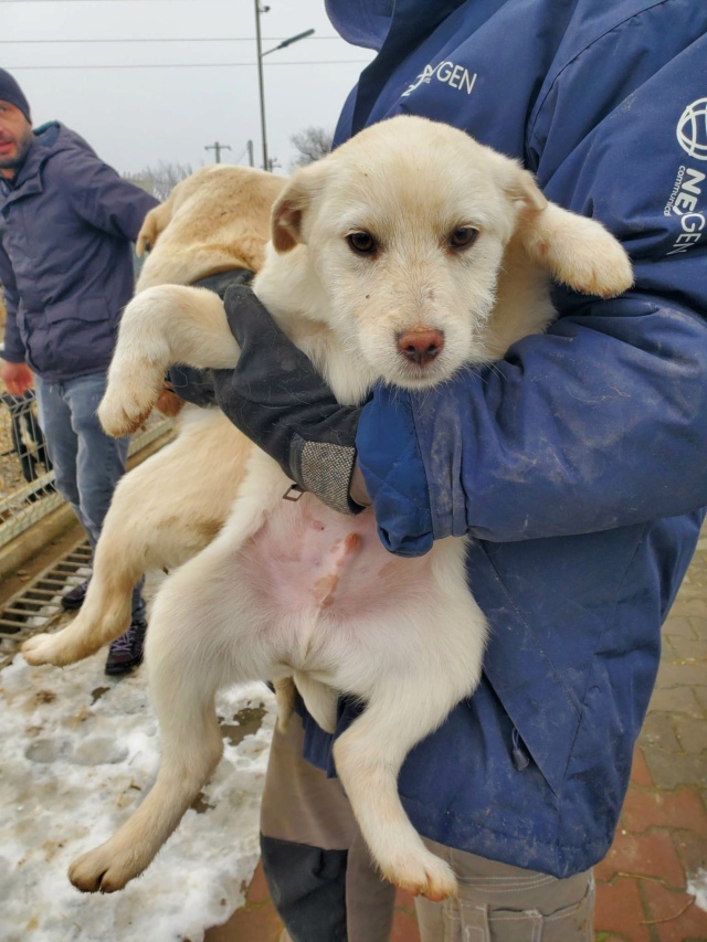 BUZZ - chiot mâle, de taille petite à moyenne à l'âge adulte - né environ en septembre 2022 - (Centre RM Pascani en Roumanie) - en FA chez Marianne (5372 - Belgique) - Adopté par Ruddy (5540 - Belgique)  32545310