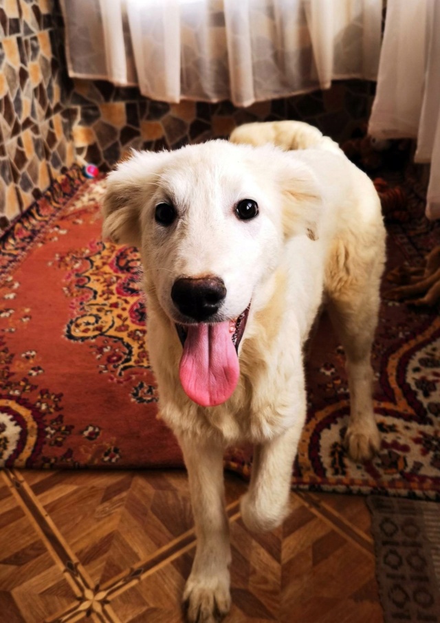 ASTRAL - chiot mâle, typé labrador, de taille moyenne à grande à l'âge adulte - né environ en septembre 2022 - au refuge chez Gina à Tergu Neamt (Roumanie) - Adopté par Jeanne (72) 32747410