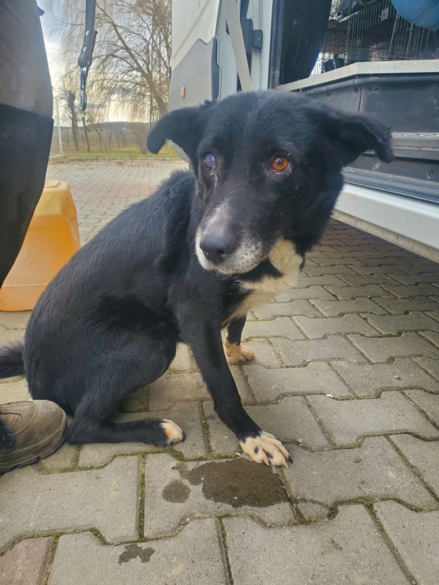 FANY (ex NORI) - femelle, de taille moyenne - née en environ en juin 2013 - En fourrière à Bucarest (Roumanie) - Adoptée par Françoise Marie (10)  33102710