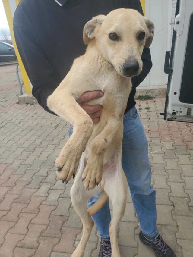 RORY - chiot mâle , de taille moyenne à l'âge adulte - né environ en février 2022 - REMEMBER ME LAND - Adopté par Yvette (4524 - Belgique) 33323511