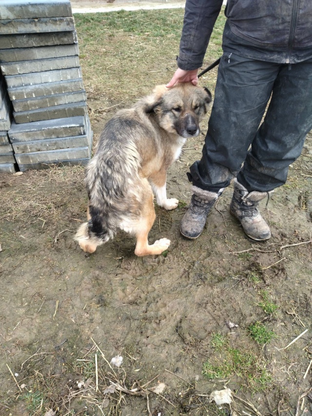 DOUNE (ex DOUNETTE) - femelle de taille moyenne - née environ en août 2020 - REMEMBER ME LAND - Adoptée par Chloé (01)  33346210