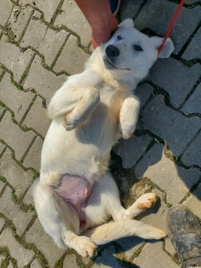 AGATHE (ex INFINITY) - chiot femelle, typée labrador, de taille moyenne à grande à l'âge adulte - née environ en juillet 2022 - au refuge chez Gina à Tergu Neamt (Roumanie) - Adoptée par Dominique et Bernard (1300 - Belgique) 33387210