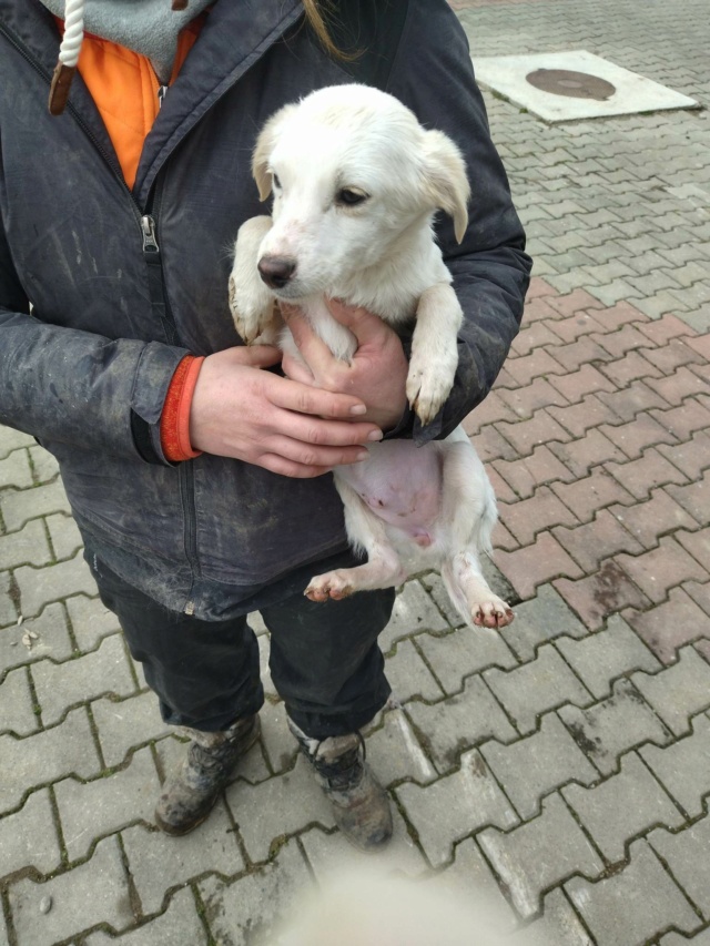 MILKA (ex TARTINE) - chiot femelle, de taille petite à moyenne à l'âge adulte - née environ en octobre 2022 - REMEMBER ME LAND - Adoptée par Sophie et Vincent (06)  33398310