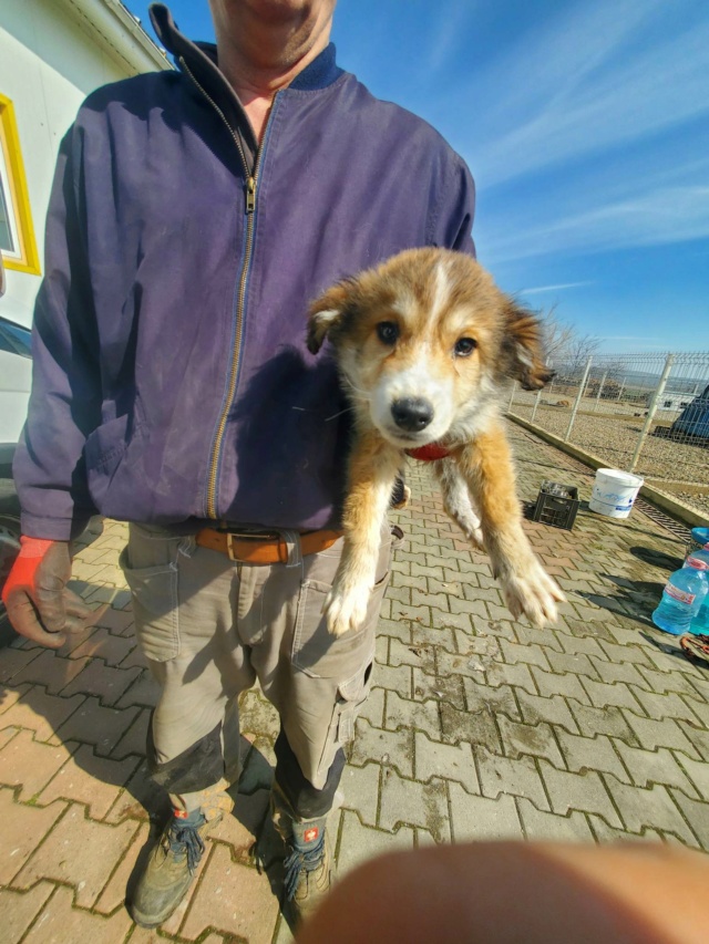 ASHTON - chiot mâle, de taille moyenne à l'âge adulte - né environ en novembre 2022 - REMEMBER ME LAND - Adopté par Andrea (1352 - Suisse) 33402210