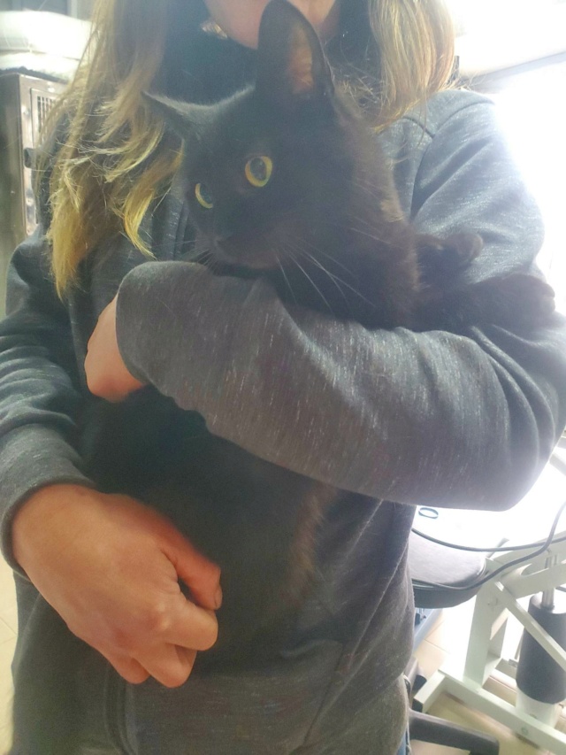 ARLO (ex GYPSY) - chat femelle, née environ en mai 2021 - au refuge chez Gina à Tergu Neamt (Roumanie) - Adoptée par Mendy (38)  33414810