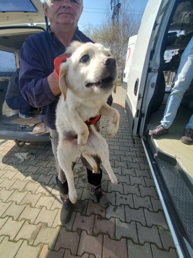 PIOUPIOU - chiot mâle, de taille petite à moyenne à l'âge adulte - né environ en octobre 2022 - REMEMBER ME LAND - Adopté par Jean Baptiste (38) 33423110