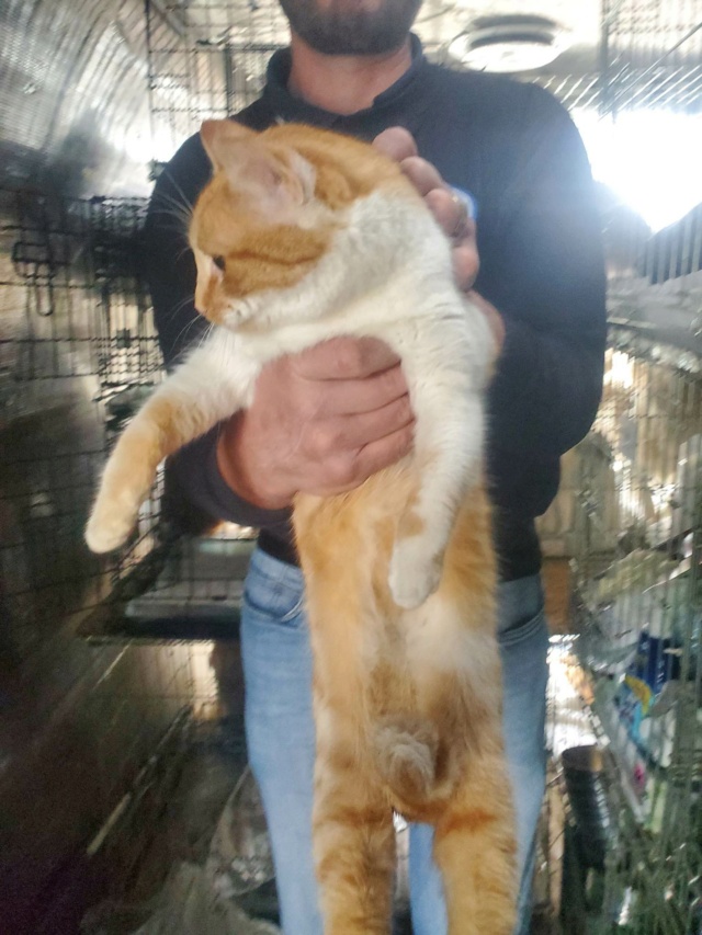 SMITH (ex WHISKEY) - chaton mâle, né environ en décembre 2021 - En FA chez Gina à Tergu Neamt (Roumanie) - Adopté par Lola (75)  33428510