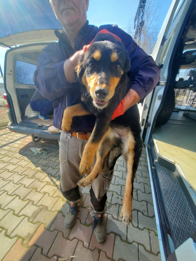 THELMA - chiot femelle, de taille moyenne à grande à l'âge adulte - née environ en octobre 2022 - Centre RM Pascani (Roumanie) - Adoptée par Virginie (69)  33473110