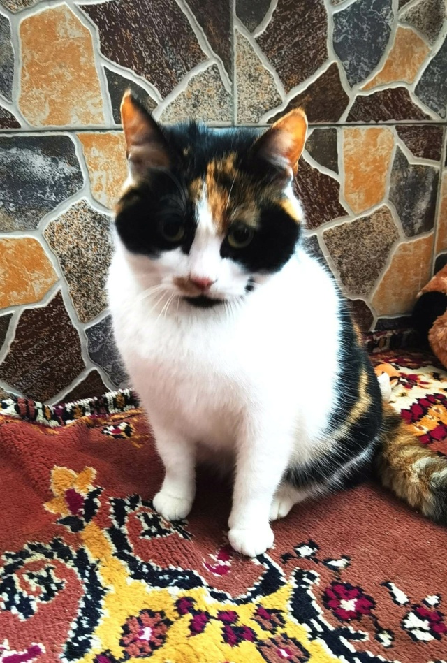 LOLA (ex BETY) - chat femelle, née environ en janvier 2018 - en FA chez Gina à Tergu Neamt (Roumanie) - Adoptée par Cendrine (83) 33660110