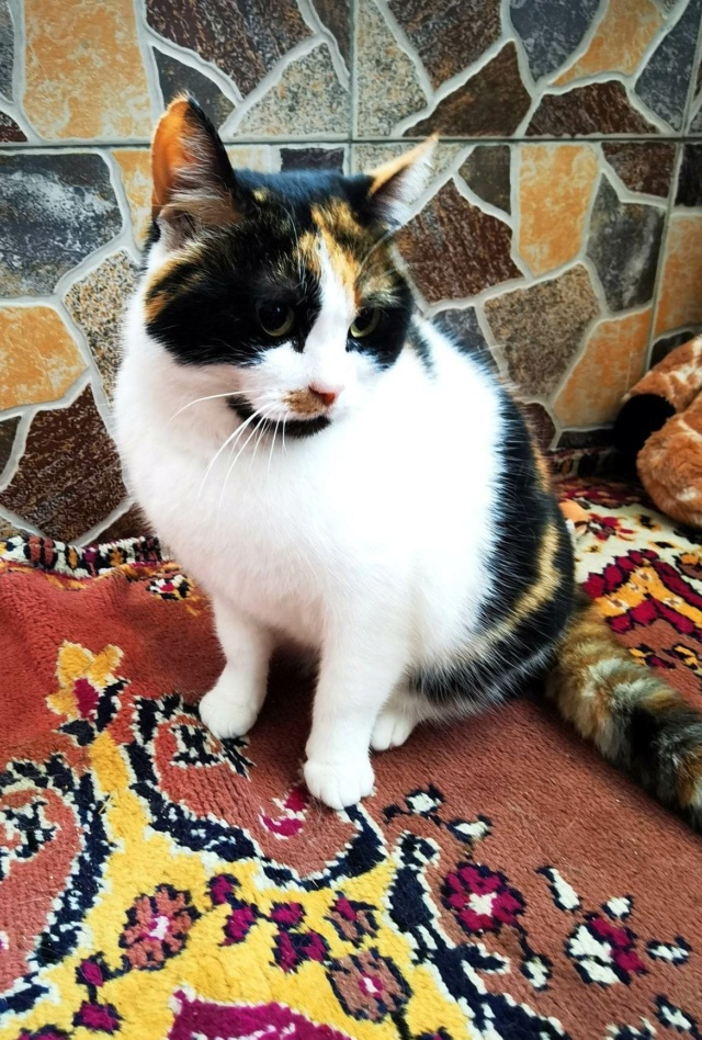 LOLA (ex BETY) - chat femelle, née environ en janvier 2018 - en FA chez Gina à Tergu Neamt (Roumanie) - Adoptée par Cendrine (83) 33667110