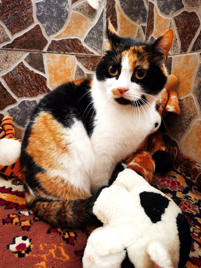 LOLA (ex BETY) - chat femelle, née environ en janvier 2018 - en FA chez Gina à Tergu Neamt (Roumanie) - Adoptée par Cendrine (83) 33672310