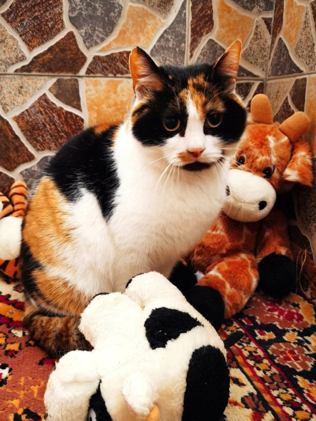 LOLA (ex BETY) - chat femelle, née environ en janvier 2018 - en FA chez Gina à Tergu Neamt (Roumanie) - Adoptée par Cendrine (83) 33672311