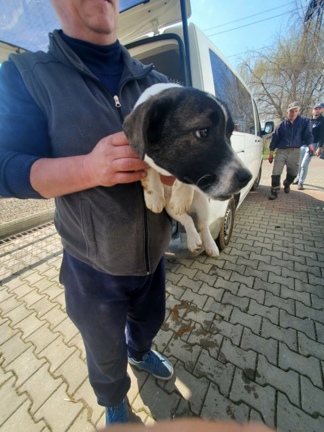 OLLA - chiot femelle, de taille moyenne à l'âge adulte - née environ en octobre 2022 - REMEMBER ME LAND - Adoptée par Fiona (78) 33677910