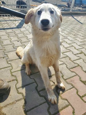 SAMBA (ex EXODUS) - femelle, typé labrador, de taille moyenne à grande à l'âge adulte - née environ en juillet 2022 - au refuge chez Gina à Tergu Neamt (Roumanie) - Adoptée par Caroline (67) / de retour à l'adoption 33756610