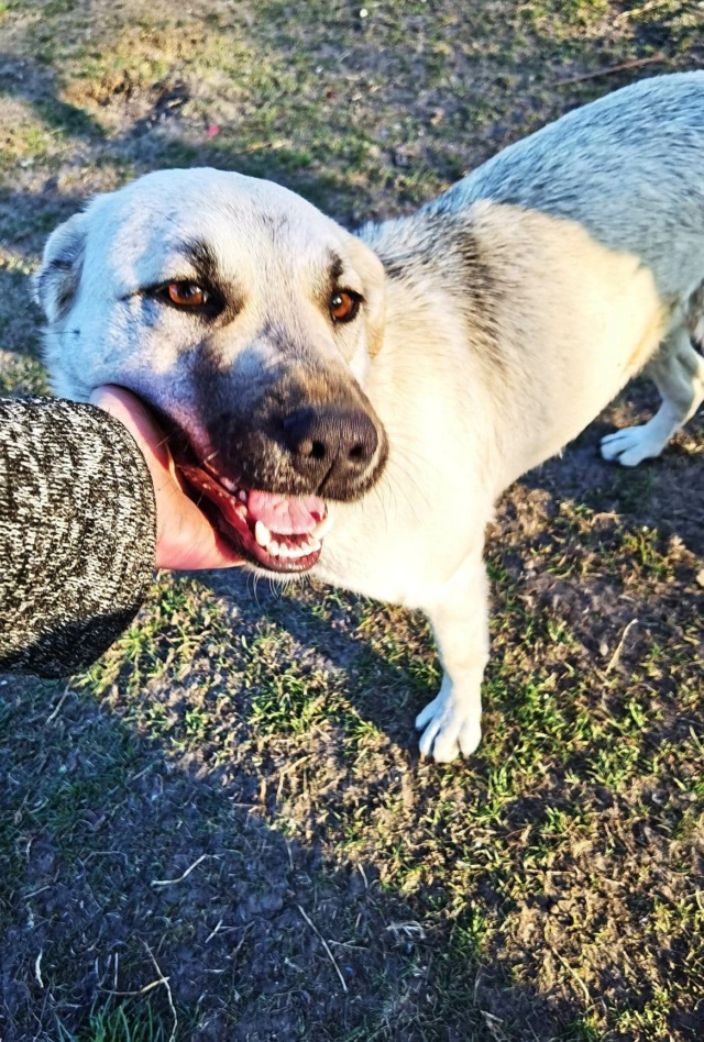 NAYATI (ex BABESY) - femelle, de taille moyenne - née environ en janvier 2022 - Refuge chez Gina à Tergu Neamt (Roumanie) - Adoptée par Julianna (69) 33966110