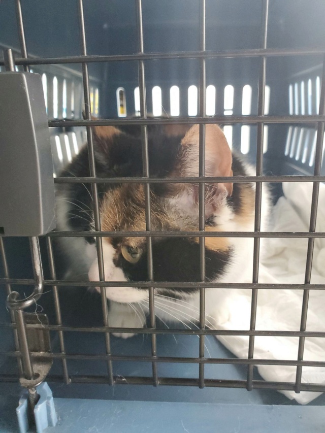 LOLA (ex BETY) - chat femelle, née environ en janvier 2018 - en FA chez Gina à Tergu Neamt (Roumanie) - Adoptée par Cendrine (83) 33967210