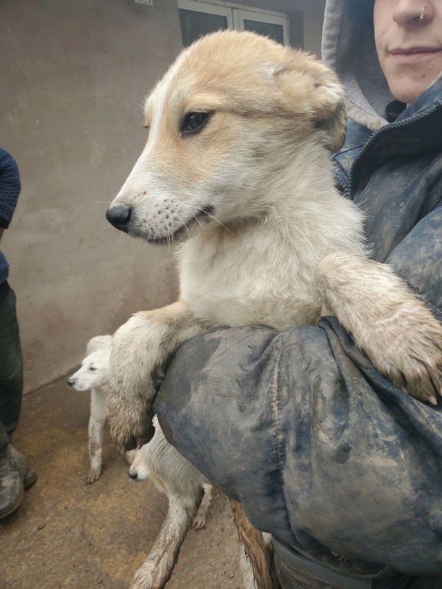 NALA (ex EUPHORIA) - chiot femelle, de taille moyenne, à l'âge adulte - née environ en novembre 2022 - REMEMBER ME LAND - Adoptée par Marie Lise (83) 33986910