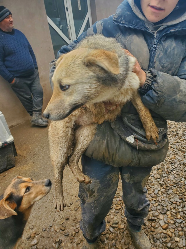 THYLA (ex DIANNA) - chiot femelle, de taille moyenne à grande à l'âge adulte - née environ en octobre 2022 - REMEMBER ME LAND - EN FA chez Blandine (38) - Adoptée par Nicolas (38) 34008510