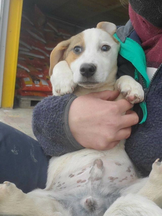 EYCKO (ex FREDO) - chiot mâle, de taille petite à moyenne à l'âge adulte - né environ en décembre 2022 - REMEMBER ME LAND - adopté par Gaëlle (88) 34263610