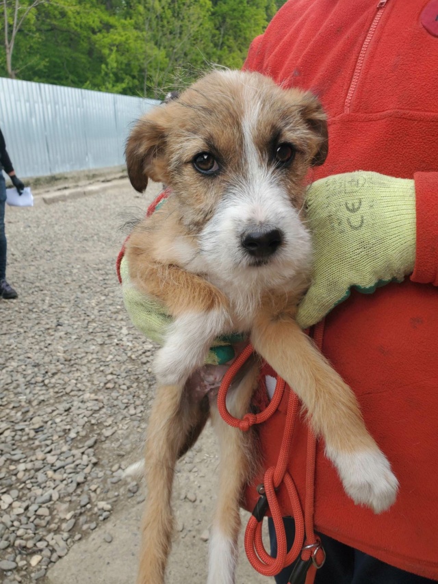 MYOSOTIS - chiot femelle, de taille petite à moyenne à l'âge adulte - née environ en janvier 2023 - REMEMBER ME LAND - Adoptée par Claire (95) 34358110