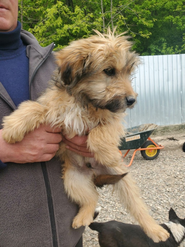 SAMMY (ex FAROU) - chiot mâle, de taille petite à moyenne à l'âge adulte - né environ en janvier 2023 - REMEMBER ME LAND - Adopté par Marjorie (19) 34376610