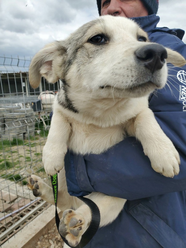 CELTIC - chiot mâle, de taille moyenne à l'âge adulte - né environ en décembre 2022 - (Centre RM Pascani en Roumanie) - Adopté par Catherine (59) 34379010