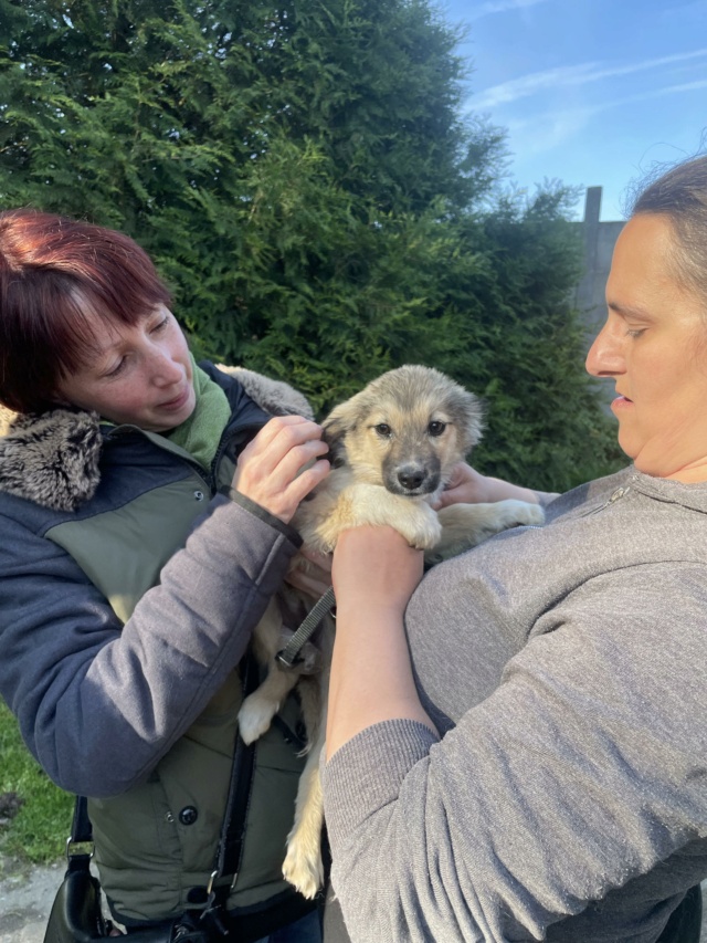 UP (ex HEVEA) - chiot femelle, de taille petite à l'âge adulte - née environ en janvier 2023 - REMEMBER ME LAND - Adoptée par Adeline (57) 34609613