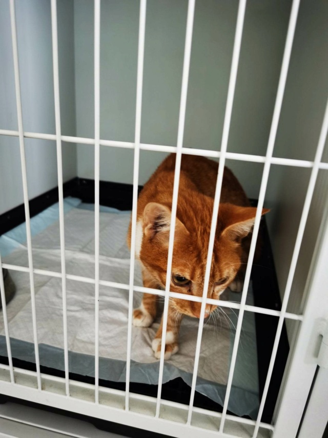 ORION (ex JASPER), chaton mâle, né environ en août 2022 - Au refuge de Gina (Roumanie) - Adopté par Claire (67) 34611214